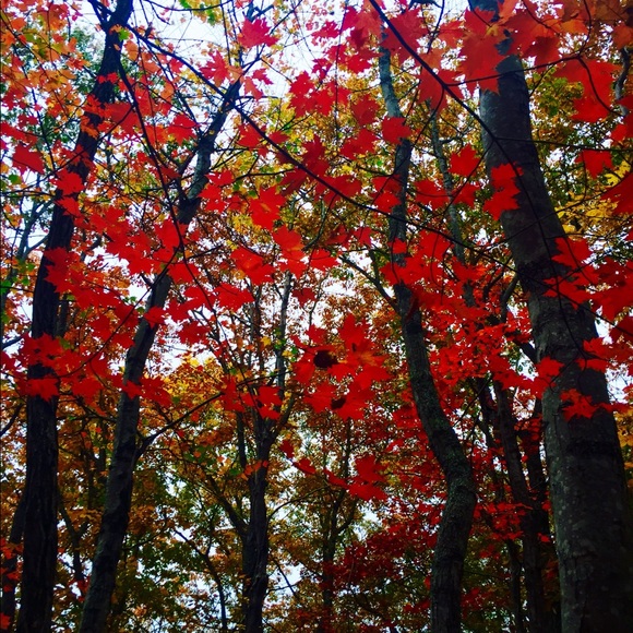 Meet your Posher, Lauren - Picture 2 of 8